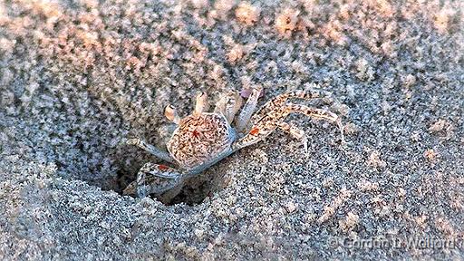 Sand Crab Coming Out_45164.jpg - Photographed on Mustang Island, Texas, USA.